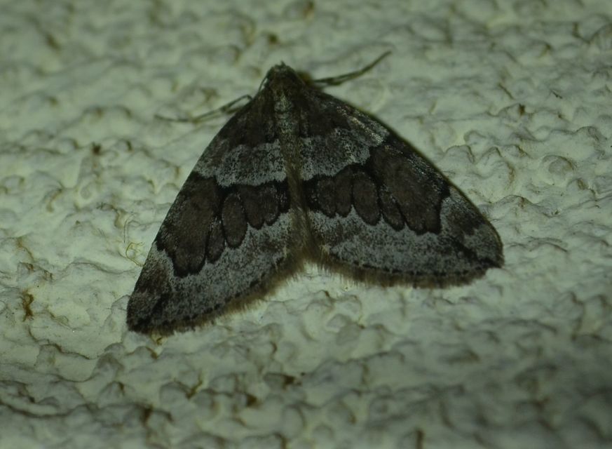 Thera juniperata - boróka-araszoló