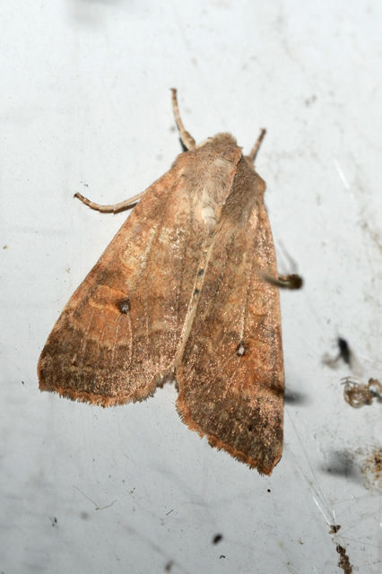 Cirrhia ocellaris - fakó sárgabagoly
