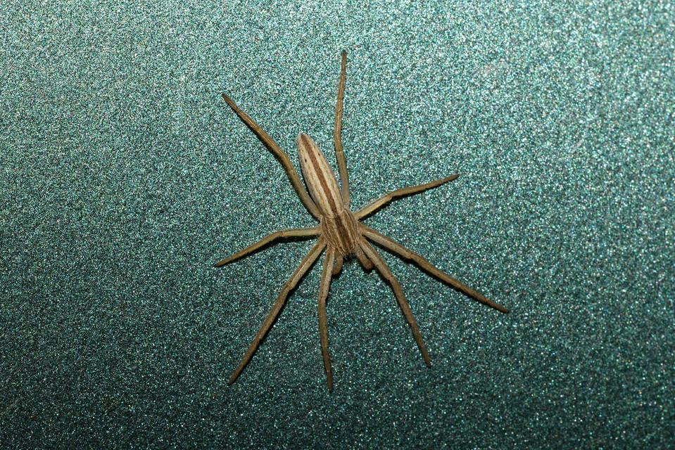 Tibellus