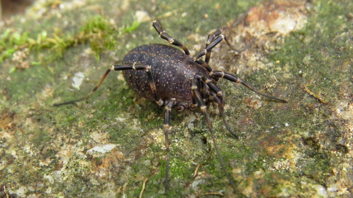 Egaenus convexus