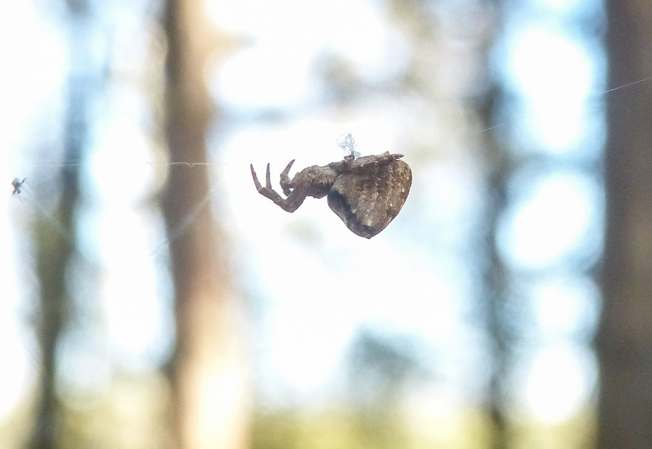 Hyptiotes paradoxus - furcsapók