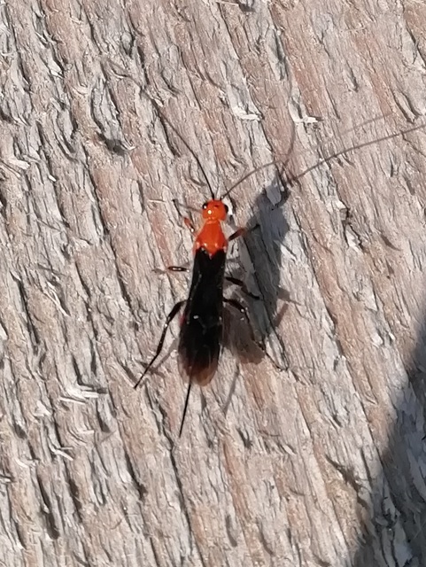 Braconidae - gyilkosfürkészek
