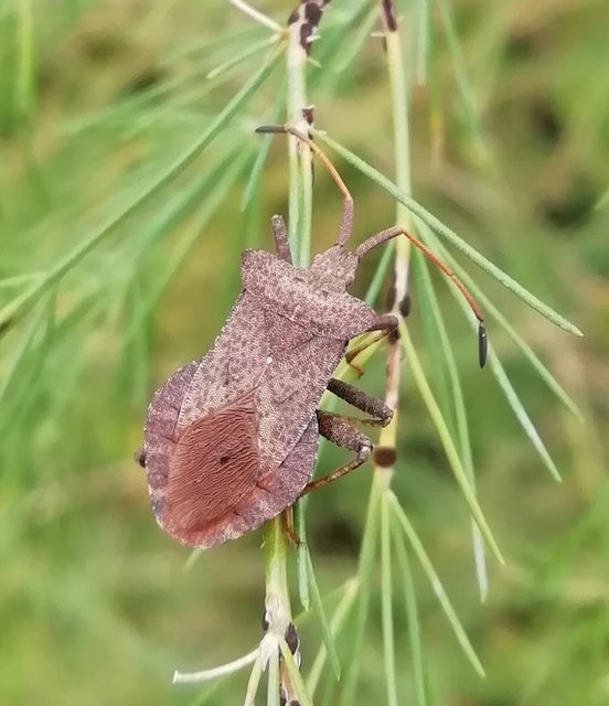 Coreus marginatus - közönséges karimáspoloska