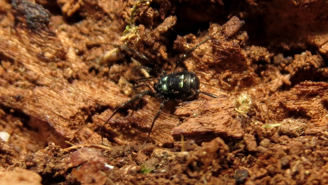 Carinostoma elegans