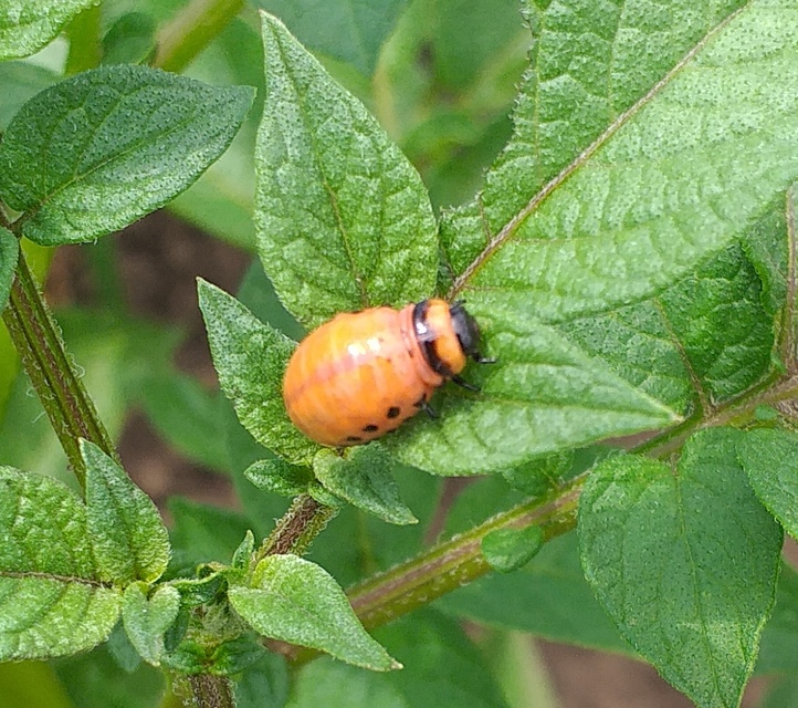 Leptinotarsa decemlineata - burgonyabogár