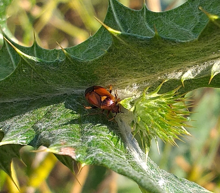 Deraeocoris ruber - vöröses mezeipoloska