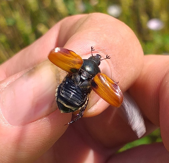 Anisoplia austriaca - osztrák szipoly