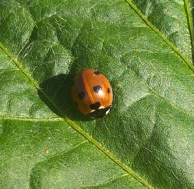 Coccinella septempunctata - hétpettyes katica