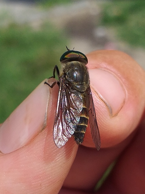 Tabanidae - böglyök