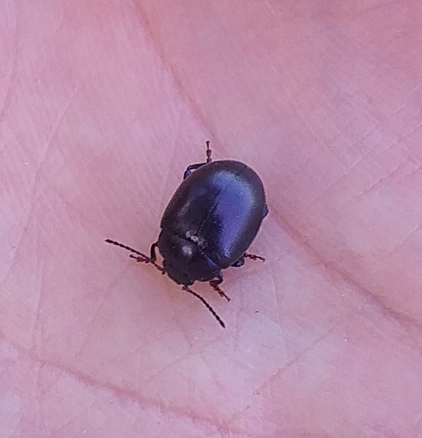 Chrysolina sturmi - vöröslábú levelész