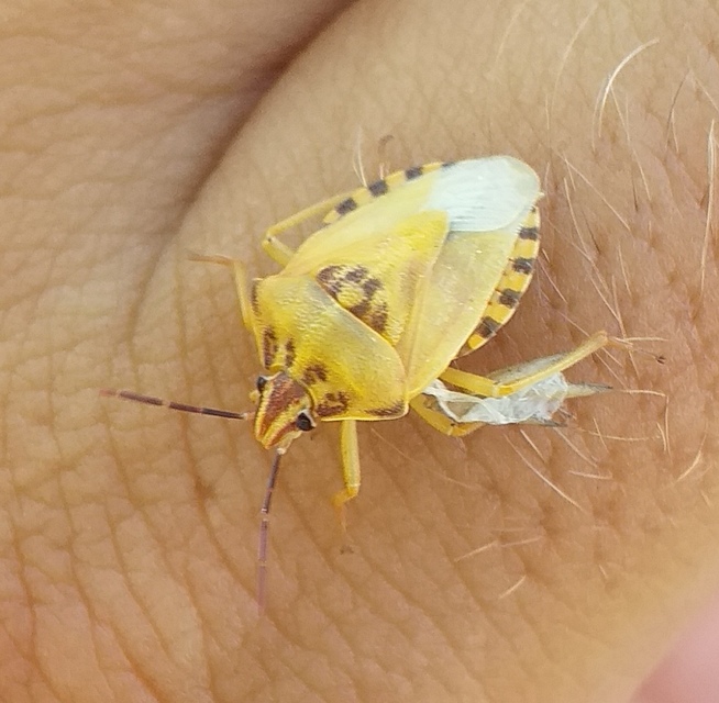 Carpocoris