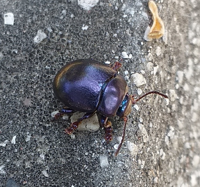Chrysolina sturmi - vöröslábú levelész