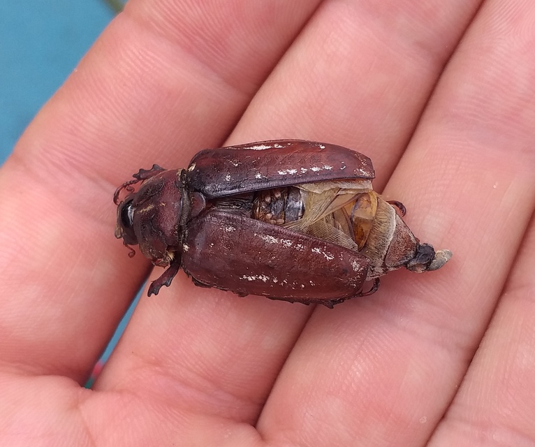 Anoxia orientalis - keleti cserebogár
