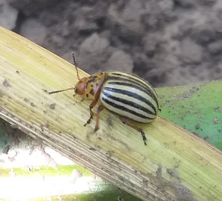 Leptinotarsa decemlineata - burgonyabogár