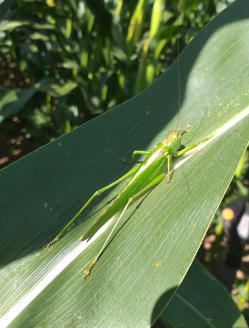 Tettigonia viridissima - zöld lombszöcske