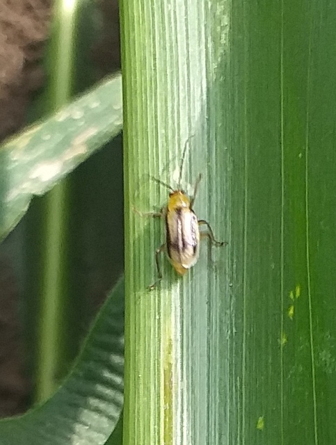 Diabrotica virgifera - amerikai kukoricabogár