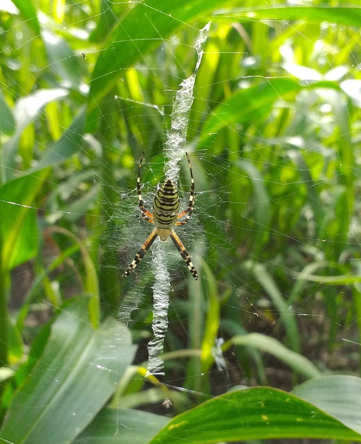 Argiope bruennichi - darázspók