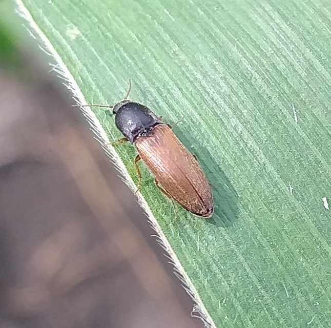 Agriotes ustulatus - mezei pattanó