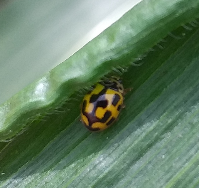 Propylea quatuordecimpunctata - tizennégypettyes füsskata