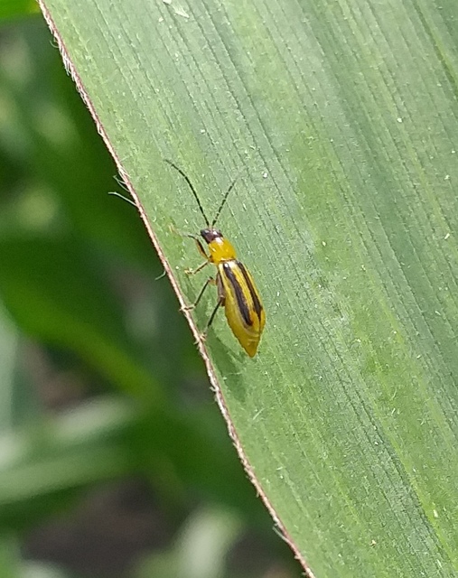 Diabrotica virgifera - amerikai kukoricabogár