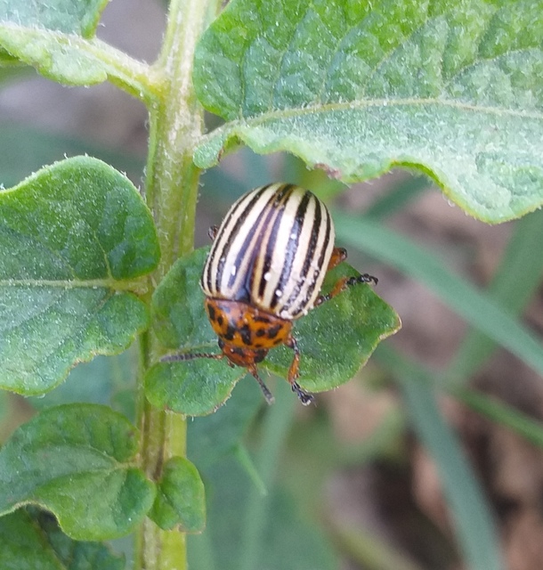 Leptinotarsa decemlineata - burgonyabogár