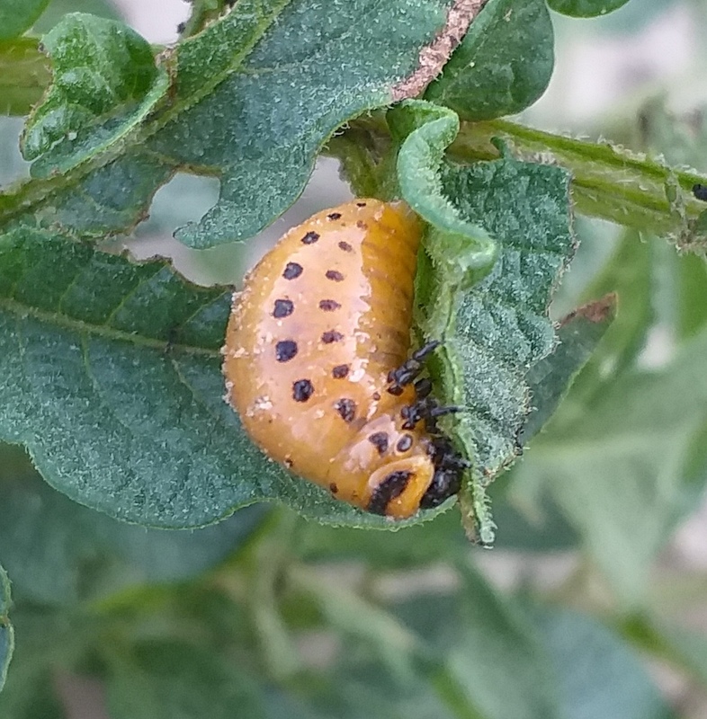 Leptinotarsa decemlineata - burgonyabogár
