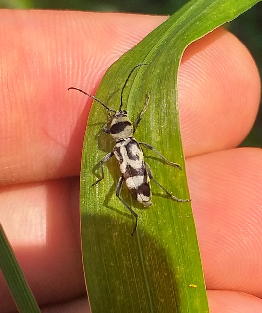 Chlorophorus varius - díszes darázscincér