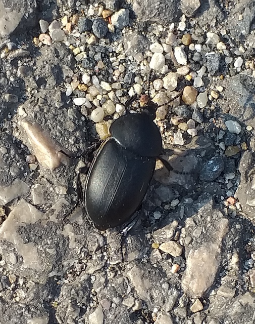 Ablattaria laevigata - sima csigarabló