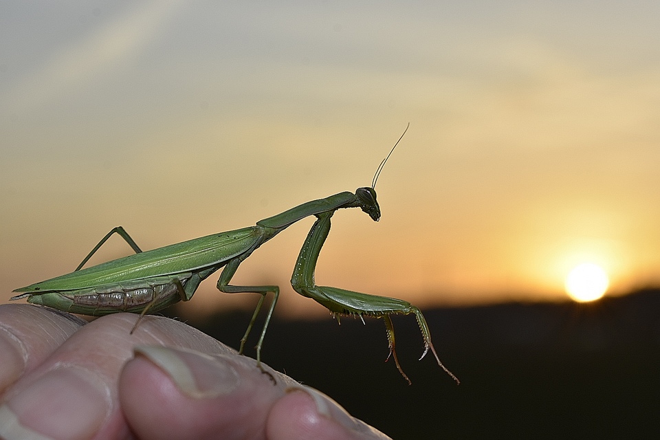 Mantis religiosa - imádkozósáska