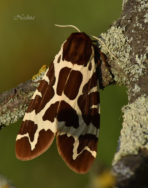 Arctia caja - közönséges medvelepke