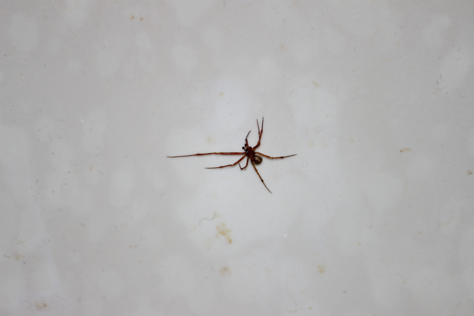 Parasteatoda tepidariorum - üvegházi törpepók