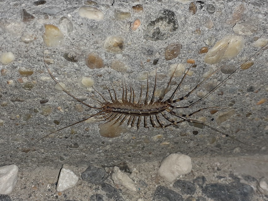 Scutigera coleoptrata - légyölő pókszázlábú