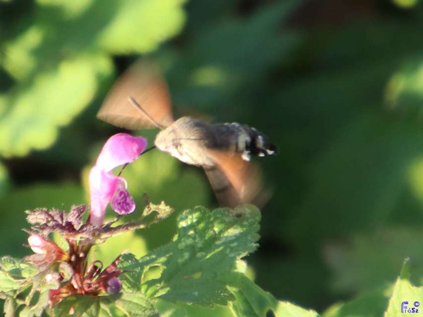 Macroglossum stellatarum - kacsafarkú szender