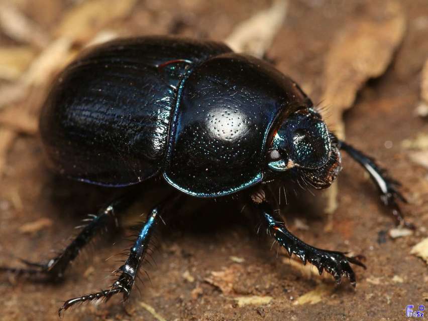 Anoplotrupes stercorosus - erdei álganéjtúró