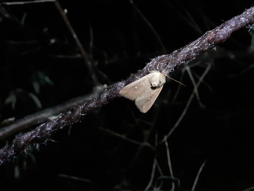 Mythimna albipuncta - fehérpettyes rétibagoly