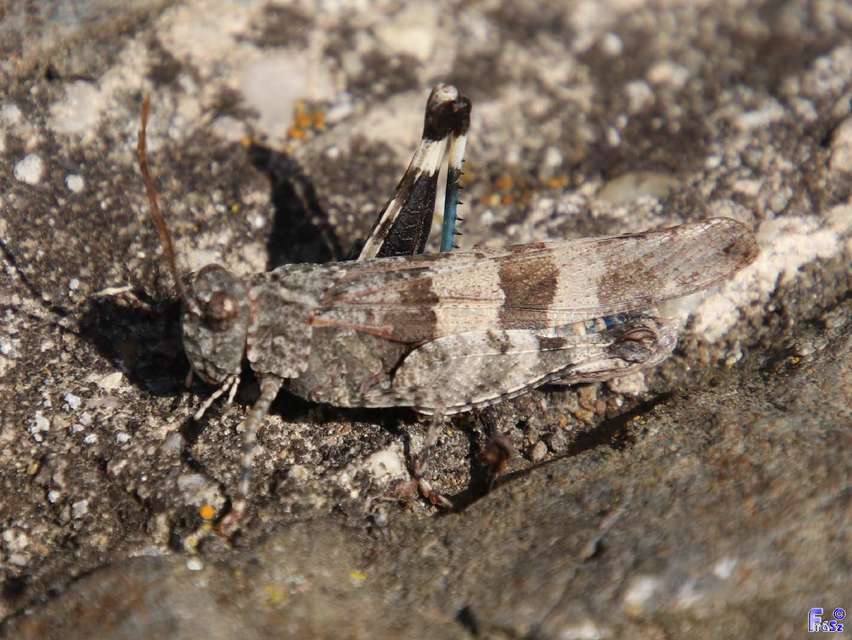 Oedipoda caerulescens - kékszárnyú sáska