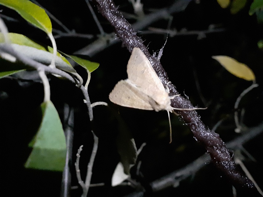 Cirrhia ocellaris - fakó sárgabagoly