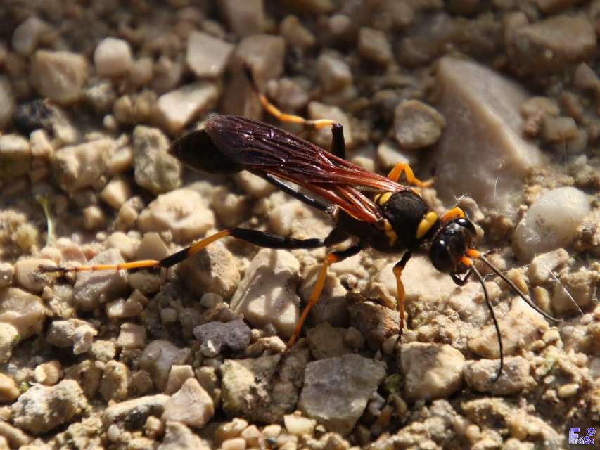 Sceliphron caementarium - feketenyelű lopódarázs