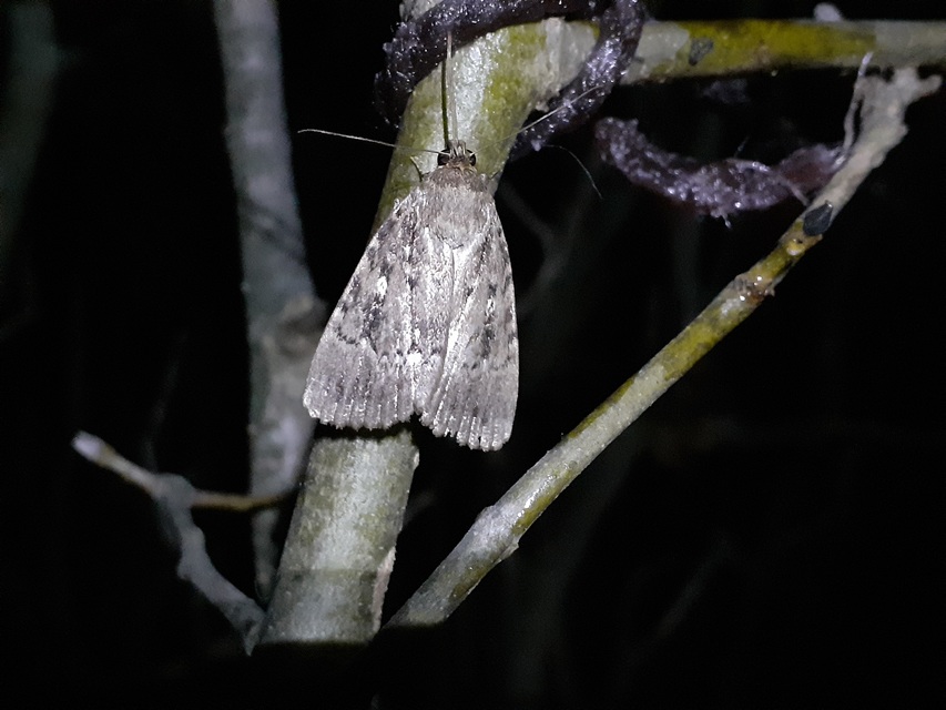 Amphipyra berbera/pyramidea