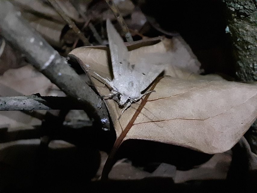Ammoconia caecimacula - szürke őszibagoly