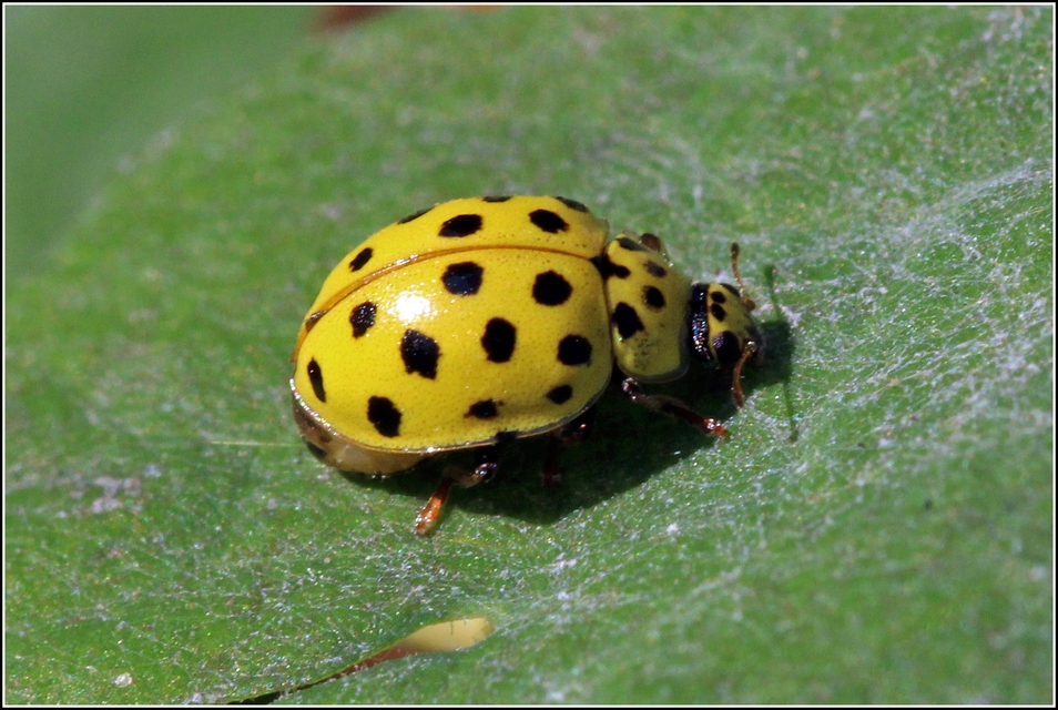 Psyllobora vigintiduopunctata - huszonkétpettyes katica