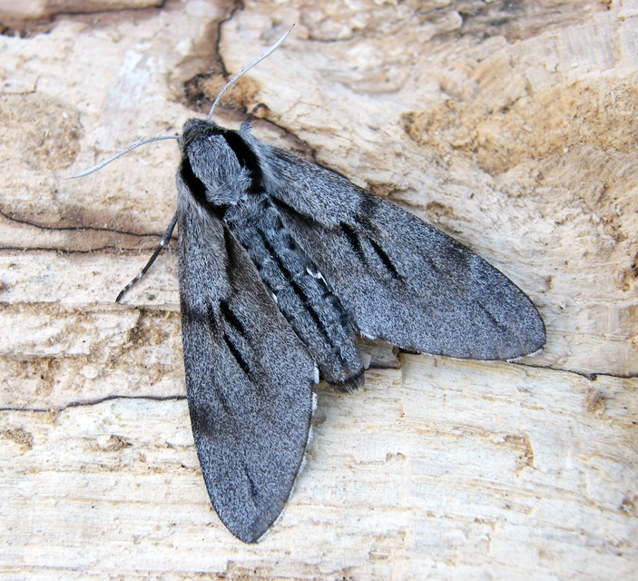Hyloicus pinastri - fenyőszender