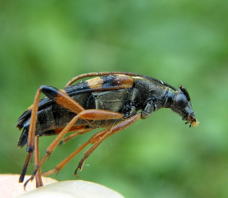 Strangalia attenuata - nyurgacincér