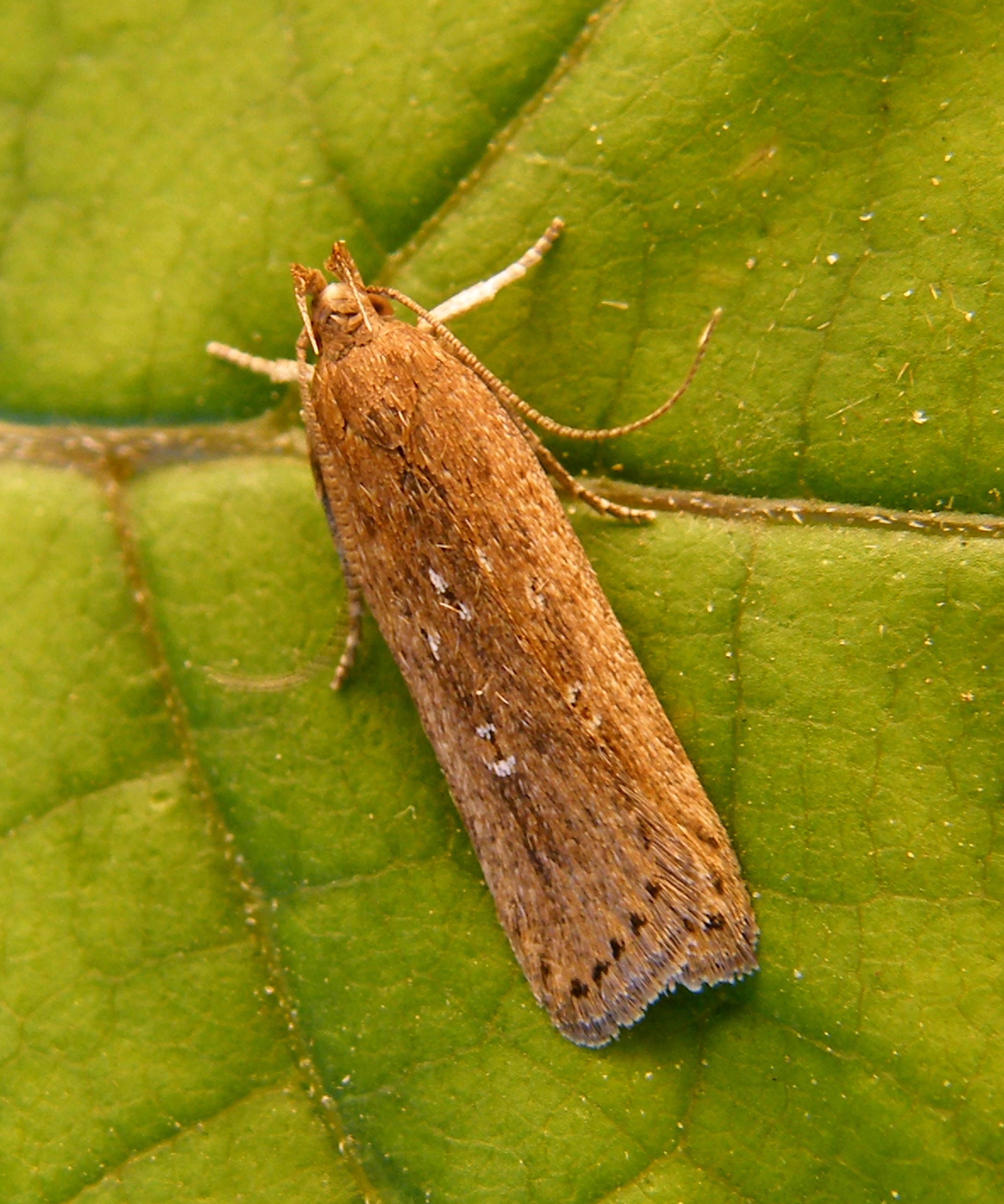 Helcystogramma triannulella - szuláksodró lápimoly