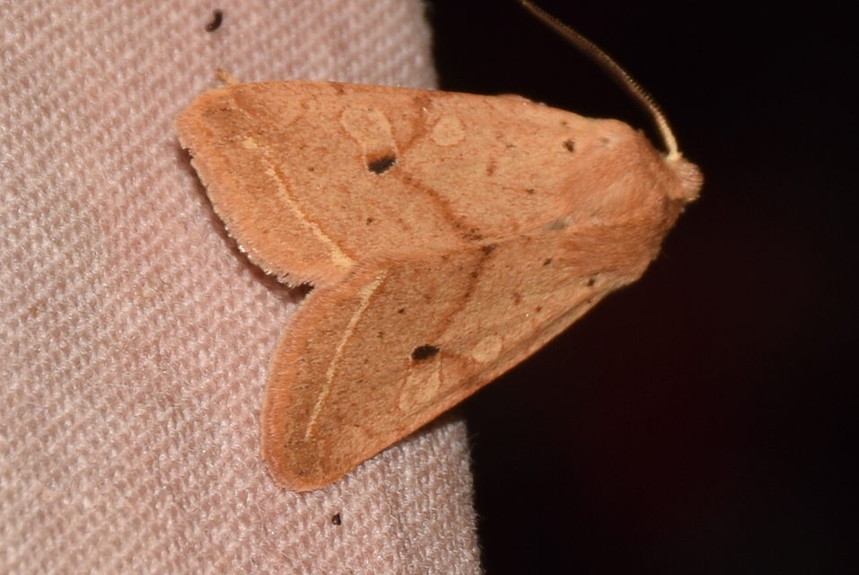 Leptologia macilenta - gyertyán-őszibagoly