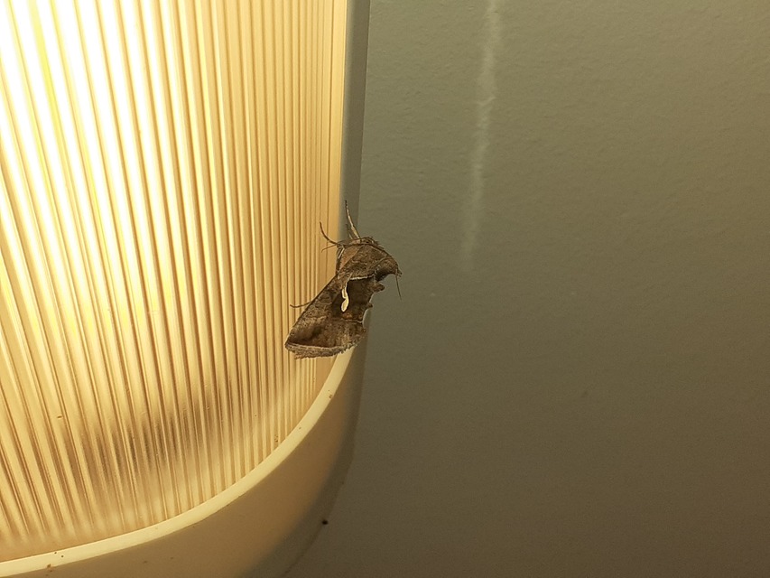 Macdunnoughia confusa - cseppfoltos ezüstbagoly
