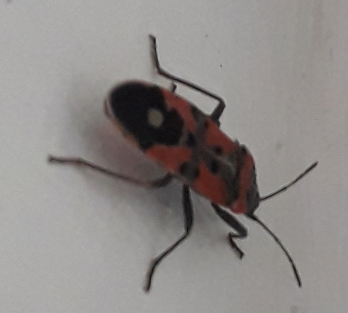 Lygaeus equestris/simulans