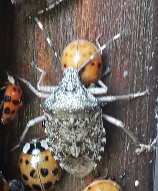 Rhaphigaster nebulosa - bencepoloska
