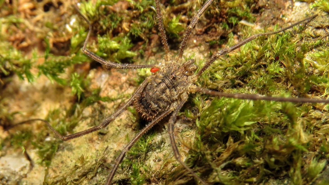Lacinius horridus