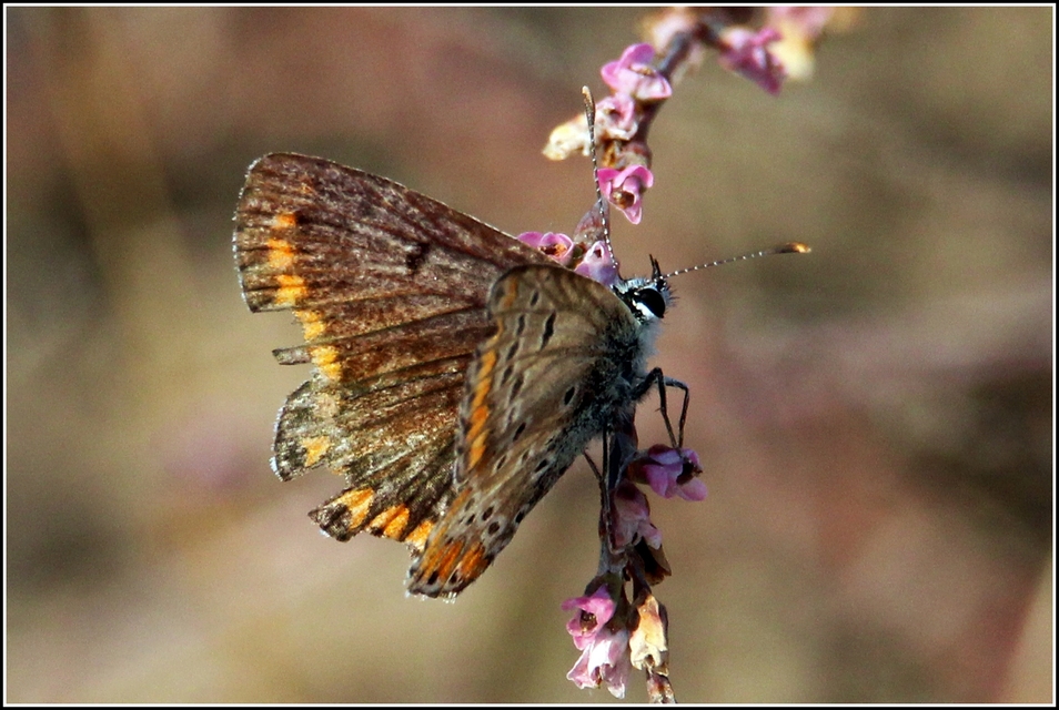 Aricia agestis - szerecsenboglárka